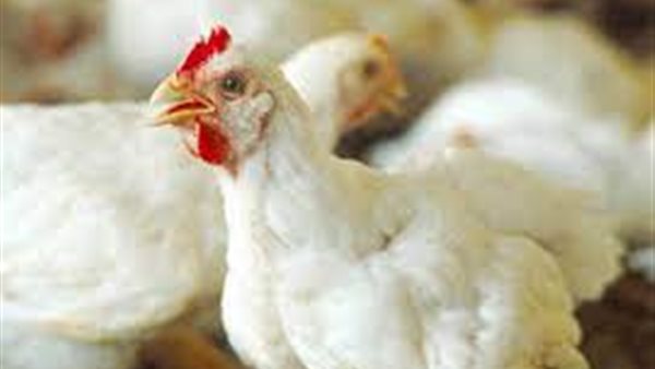 الدواجن والبيض