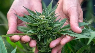 أوبر تدخل طلب الحشيش على تطبيقها في كندا | تفاصيل 