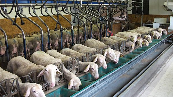 مزارع تربية الخراف