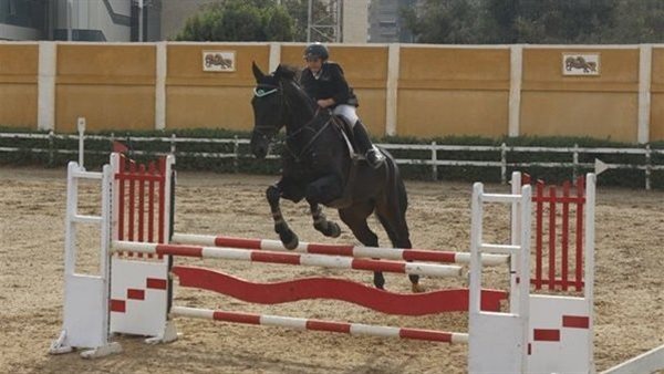 بطولة فروسية-أرشيفية