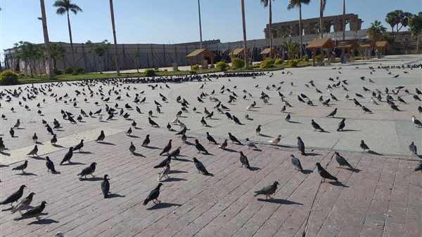 أسراب الحمام بميدان