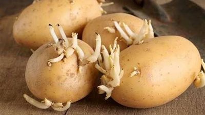 ما أسباب تشقق درنات البطاطس؟ رئيس مركز المناخ الزراعي يُجيب 