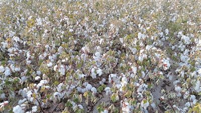 وزارة قطاع الأعمال تعلن نجاح تجربة زراعة القطن قصير التيلة بشرق العوينات 