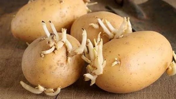 درنات البطاطس