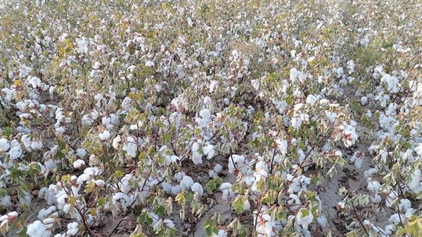 تجربة زراعة القطن