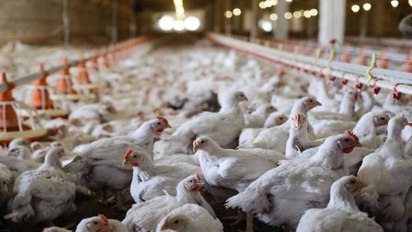 فراخ - أرشيفية 