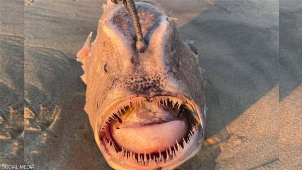  سمكة كرة القدم