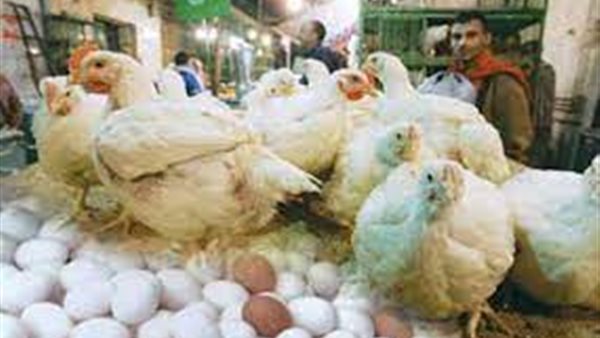  الدواجن والبيض