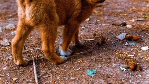  قتل الكلاب بـ الاستركنين