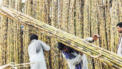 الزراعة تشدد على سرعة غرس القصب خلال شهر مارس الجاري