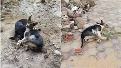 غضب ومطالب بالمحاسبة بعد رصد تعذيب وقتل للكلاب داخل كمبوند شهير بالشيخ زايد | فيديو وصور 