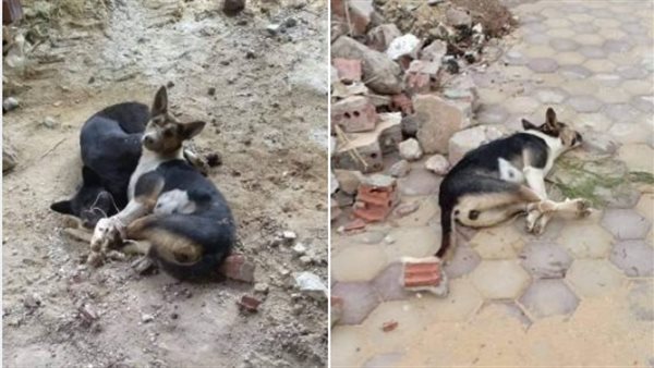 تعذيب وقتل الكلاب