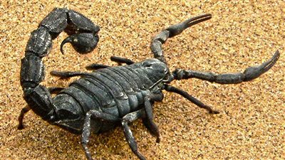 ما إمكانية ظهور العقارب والثعابين في القاهرة مع الطقس السيئ المتوقع؟ خبراء يجيبون