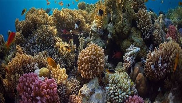 الشعاب المرجانية