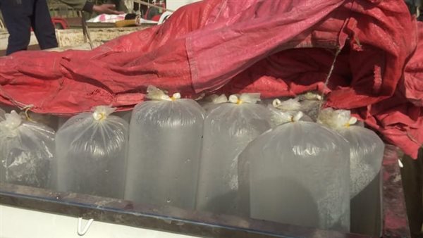 ضبط سيارة محملة ب