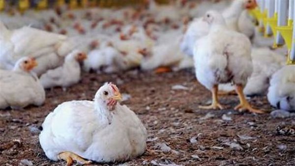 الدواجن في مصر 