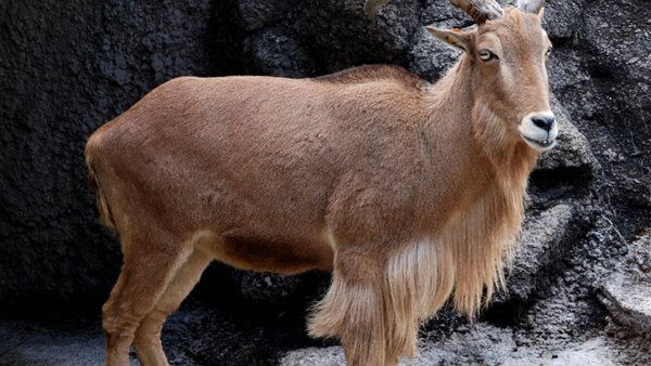 الكبش الأروي 