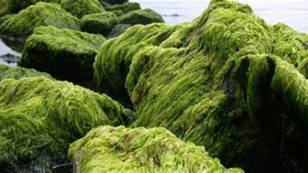 الطحالب البحرية