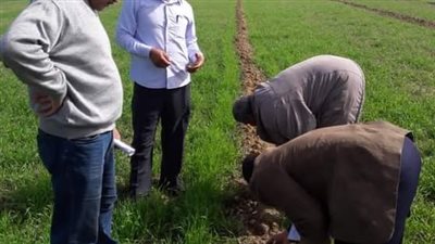 اكتشاف إصابات في زراعات القمح والبرسيم بالحشرة الجياشة في الفيوم.. وتصرف عاجل من الزراعة