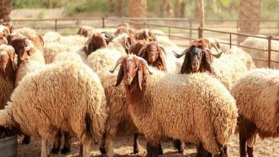  شروط العقيقة وتوزيعها.. وهل تجوز قبل الولادة 