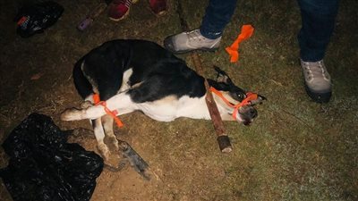 جرائم ضد الفطرة.. التخلص من الكلاب الضالة بالسم داخل كمبوند شهير بأكتوبر | فيديو