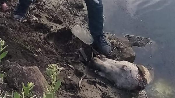 العثور على رؤوس حمير