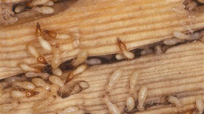 أكل الأثاث.. مواطنون يشكون من هجوم كبير لـ النمل الأبيض في توشكى | فيديو 