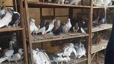 الواحدة بـ 25 ألف جنيه.. تعرف على أغرب أنواع الحمام داخل سوق السيدة عائشة | بث مباشر