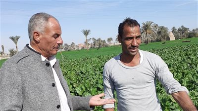 بعد ظهور حشرة الحشد الخريفية.. وكيل زراعة الفيوم: فحص الزراعات الشتوية وتقديم نصائح إرشادية للمزارعين