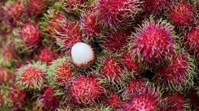 سعر الكيلو تجاوز 580 جنيها بالأسواق.. ماذا يعرف المصريون عن فاكهة الرامبوتان وفوائدها؟ 