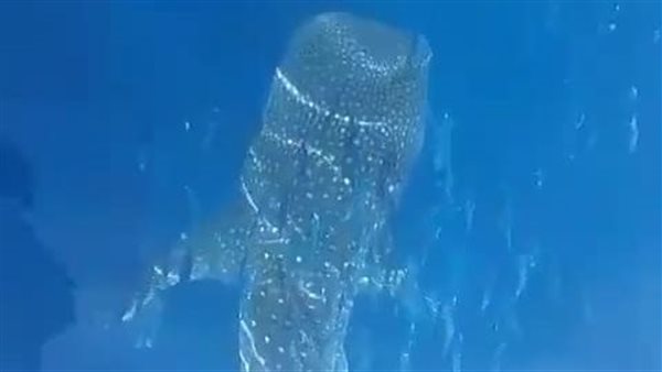 القرش الحوتى بهلول