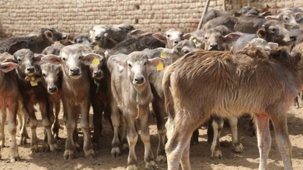 مبادرة البتلو