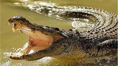 نجت بأعجوبة.. تمساح ضخم يهاجم فتاة بريطانية خلال تجديفها | فيديوجراف