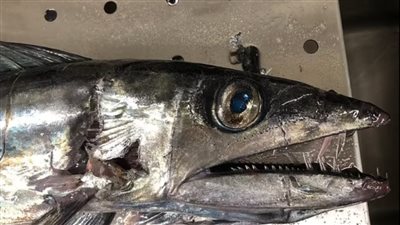 العثور على سمكة آكلة للحوم البشر في أمريكا | صور 