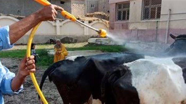 حملات تحصين للماشية