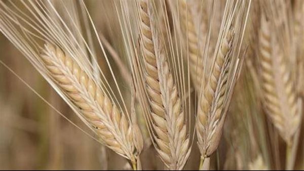 شعير-أرشيفية