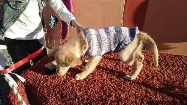 المصريون الأكثر طلبا