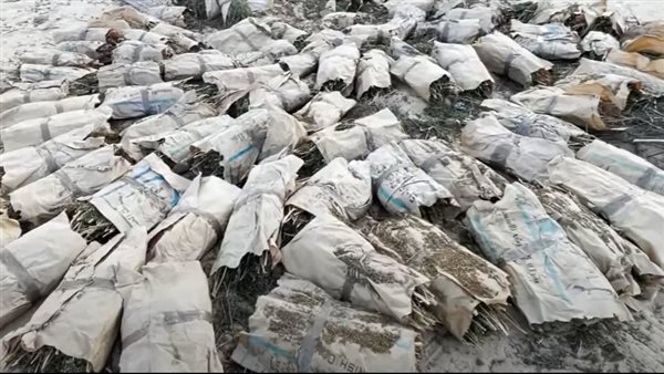 مخدر البانجو 