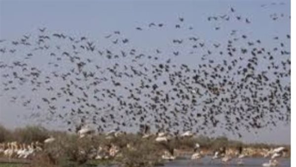 الطيور المهاجرة -