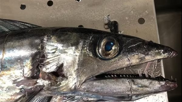 العثور على سمكة آكلة