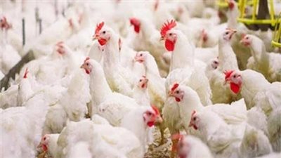 أسعار الدواجن اليوم الأحد 23 يناير 2022 في الأسواق المصرية