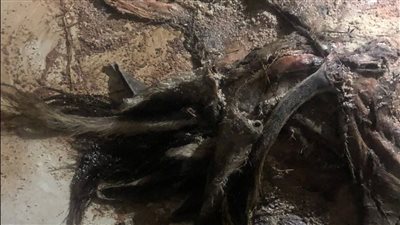 التحقيق مع شخص ونجل عمه لذبحمها 26 حمار وسلخ جلودها بالشرقية