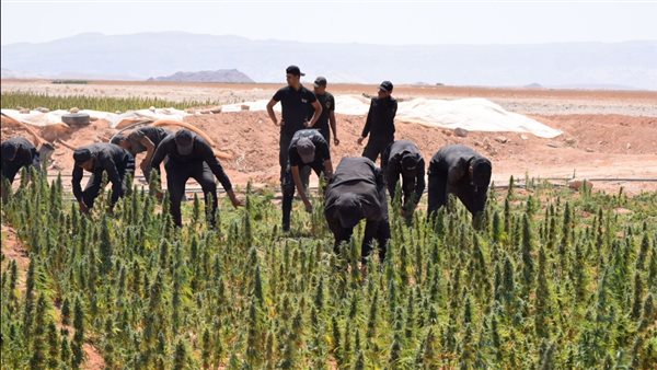 تدمير زراعات البانجو