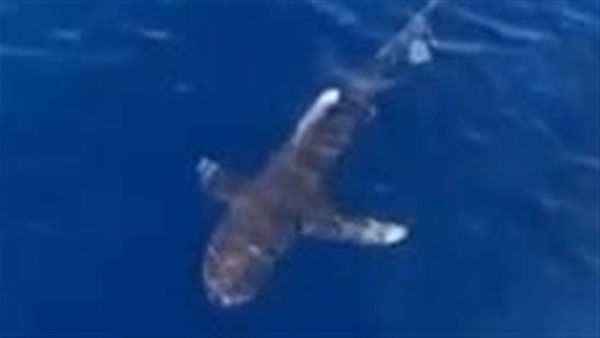 قرش اللونجمانيوس