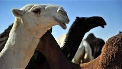 السلطات السعودية تشن حملات للكشف حالات حقن البوتوكس للإبل