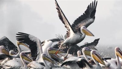 ضبط طيور بجع مهاجر لا يجوز الترخيص بحيازتها بحوزة 7 محلات أسماك بالسويس