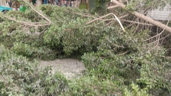 سقوط شجرة ضخمة من