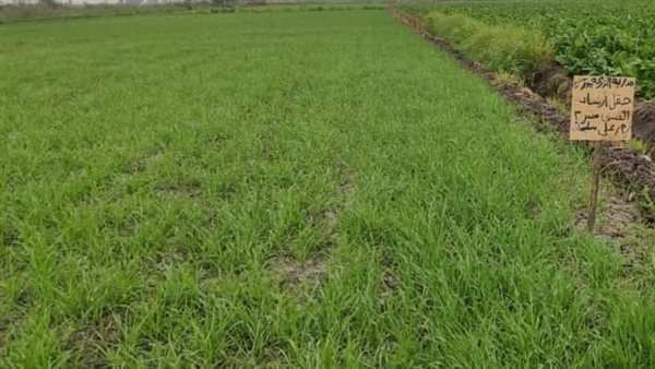 الأراضي المنزرعة