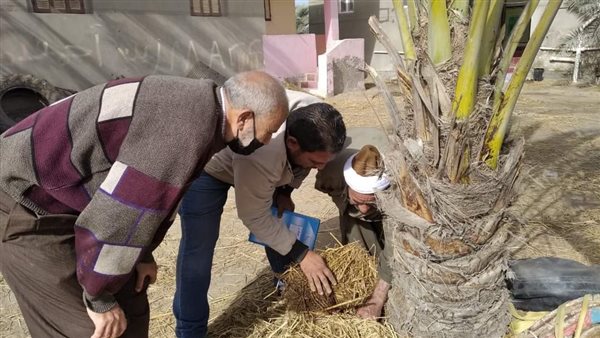 مكافحة سوسة النخيل