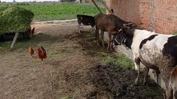 تفعيل المشروع القومي